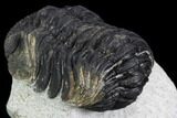 Bargain, Morocops Trilobite - Visible Eye Facets #120083-4